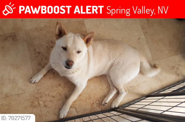 Lost Male Dog last seen LINDELL AND PALMYRA, Spring Valley, NV 89146