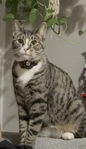 Lost Female Cat last seen Commerce and Ann Rd, North Las Vegas, NV 89031