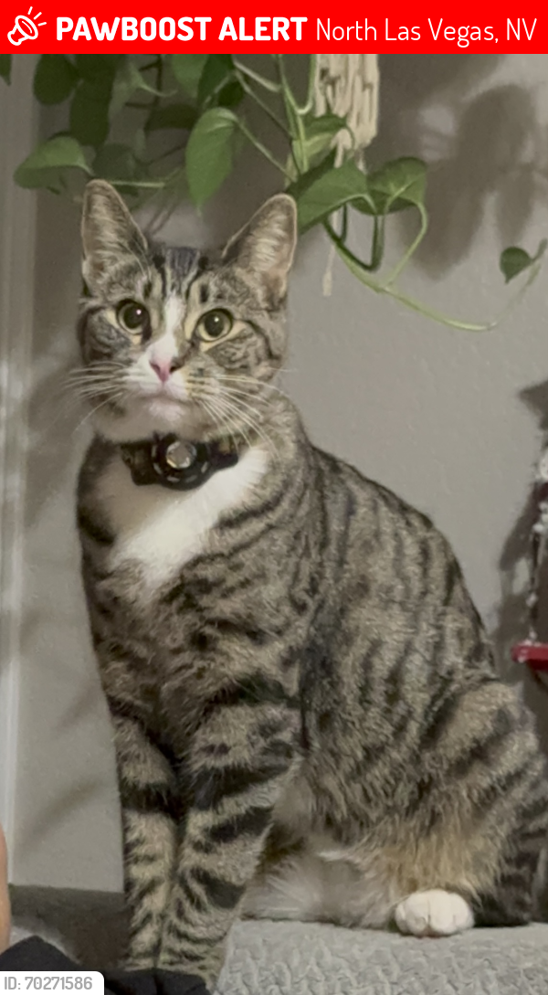 Lost Female Cat last seen Commerce and Ann Rd, North Las Vegas, NV 89031