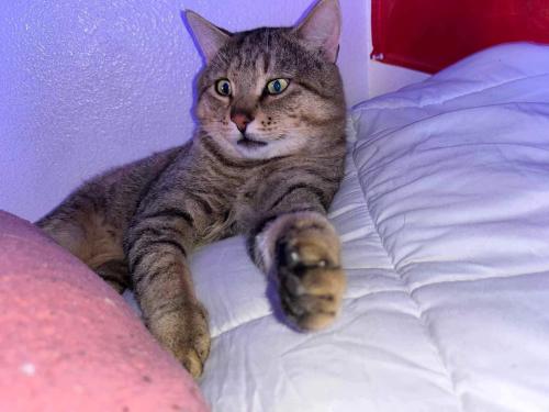 Lost Male Cat last seen Canyon hill, Caldwell, ID 83605