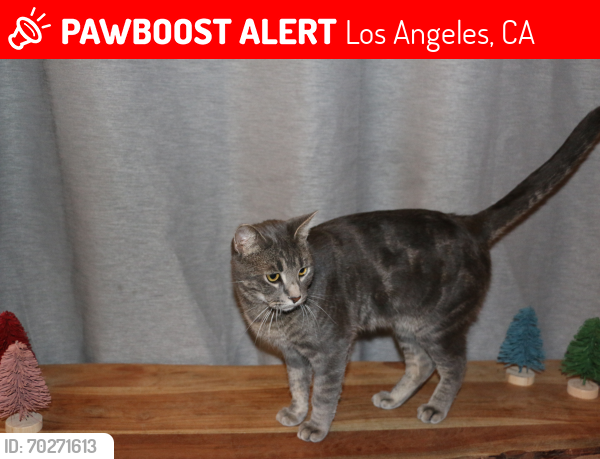 Lost Male Cat last seen Waterloo and marathon , Los Angeles, CA 90026