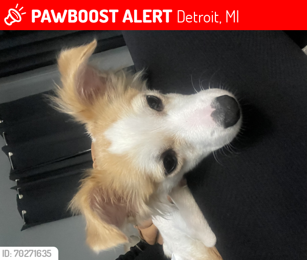 Lost Male Dog last seen Whitcomb & vassar, Detroit, MI 48235