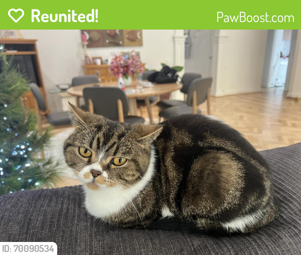 Reunited Female Cat last seen Nicholson and Centre Rd, Bentleigh, VIC 3204
