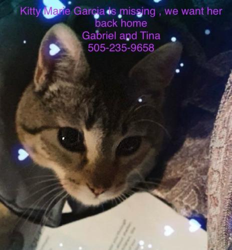 Lost Female Cat last seen Tramway and Central, Albuquerque, NM 87123