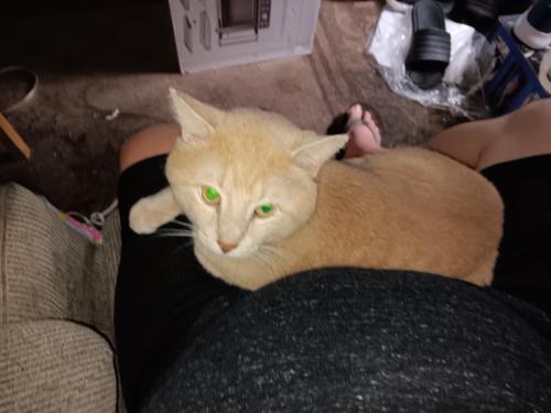 Lost Male Cat last seen Madison Ave and 9th street , Wood River, IL 62095