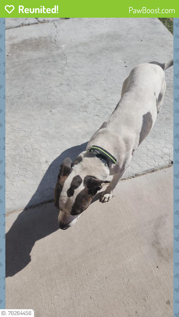 Reunited Male Dog last seen San marcos and walnut, Las Vegas, NV 89115