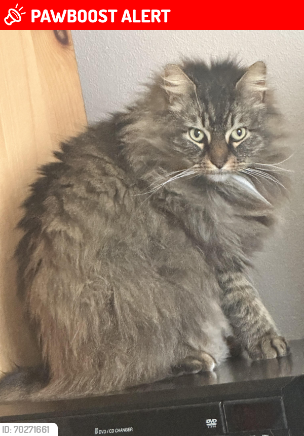 Lost Male Cat last seen Queets dr ne, Olympia , Thurston County, WA 98516