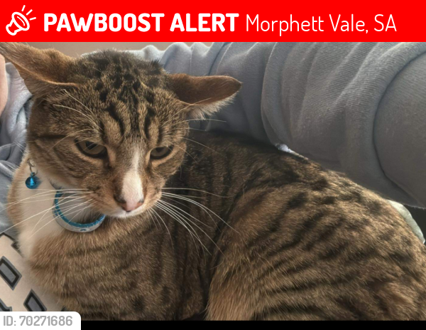 Lost Male Cat last seen Morphett vale main south road, Morphett Vale, SA 5162