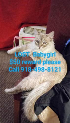 Lost Female Cat last seen 68th and South Yale Ave. Laureate hosp, Willow creek cndmniums, Tulsa, OK 74136