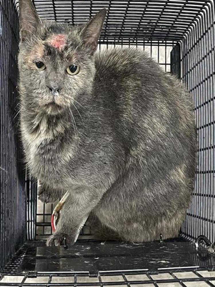 Shelter Stray Female Cat last seen , Shelby, NC 28150