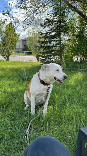Lost Male Dog last seen West valley elementary , Salt Lake City, UT 84128