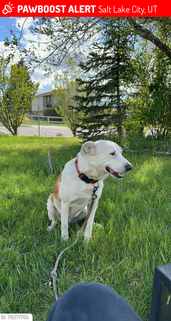 Lost Male Dog last seen West valley elementary , Salt Lake City, UT 84128