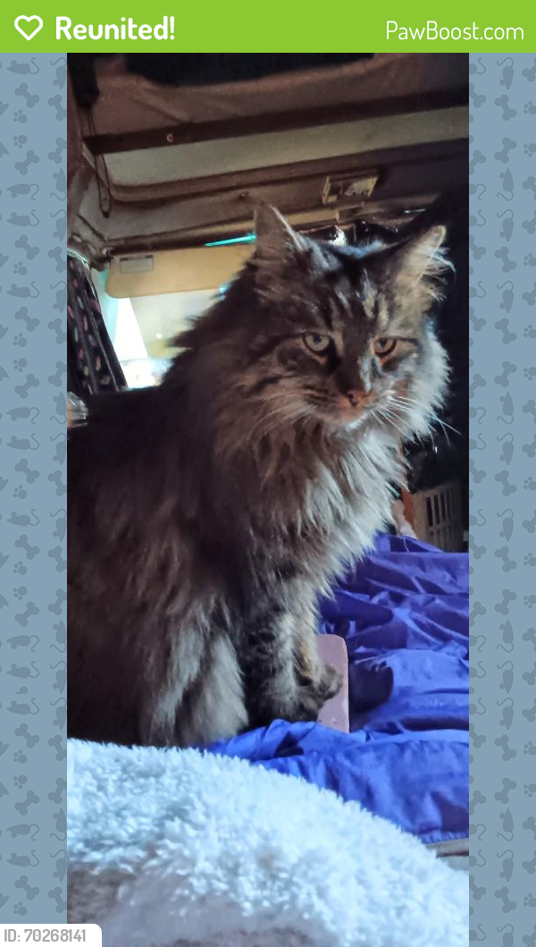 Reunited Male Cat last seen Antioch and 35, Kansas City, MO 64116