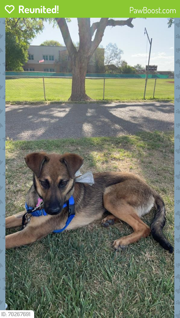 Reunited Female Dog last seen Near Gunnison Pl NW, Albuquerque, NM 87120, USA, Albuquerque, NM 87120