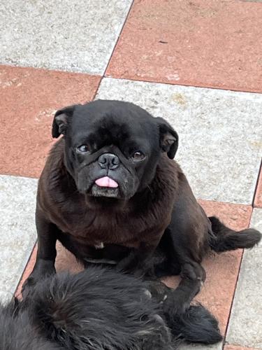 Lost Male Dog last seen 59th Place and Normandie, Los Angeles, CA 90047