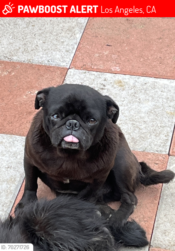 Lost Male Dog last seen 59th Place and Normandie, Los Angeles, CA 90047