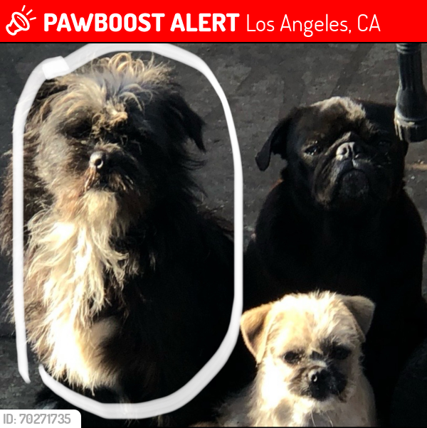 Lost Male Dog last seen 59th Place  and Normandie, Los Angeles, CA 90047