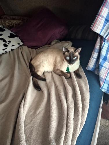 Lost Male Cat last seen HEB 288s and hwy 6 manvel TX , Manvel, TX 77578