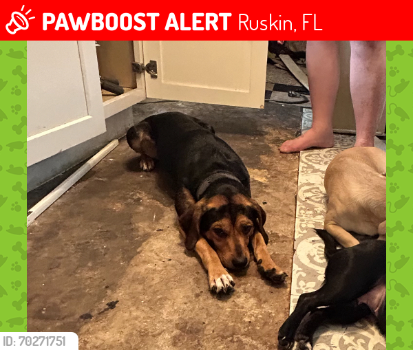 Lost Male Dog last seen Spiint , Ruskin, FL 33570