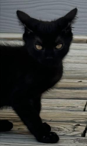 Lost Female Cat last seen First Friday , Bryan, TX 77803