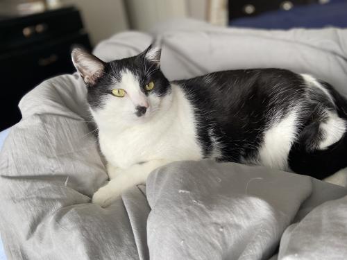 Lost Male Cat last seen pendleton pike/carol rd , 75th street , Indianapolis, IN 46236