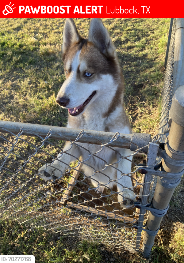 Lost Male Dog last seen Indiana and 3300 block of 31st street, Lubbock, TX 79410