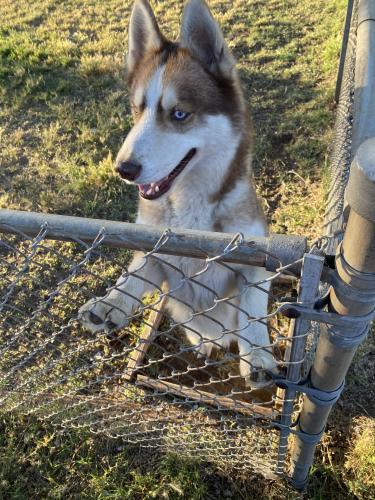 Lost Male Dog last seen Indiana , Lubbock, TX 79410
