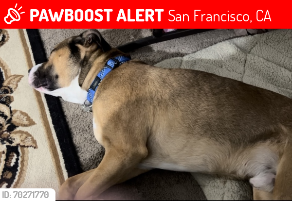 Lost Male Dog last seen La Playa St, San Francisco, CA 94122