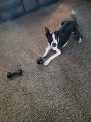 Lost Male Dog last seen Flying J Truck stop 4801 NE 122nd, Edmond Okla, Edmond, OK 73013