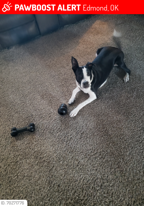 Lost Male Dog last seen Flying J Truck stop 4801 NE 122nd, Edmond Okla, Edmond, OK 73013