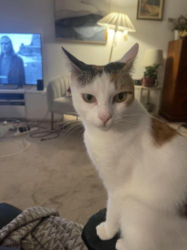 Lost Female Cat last seen Castle Vale complex in corner of Artarmon Rd & Willoughby Rd, Willoughby, NSW 2068