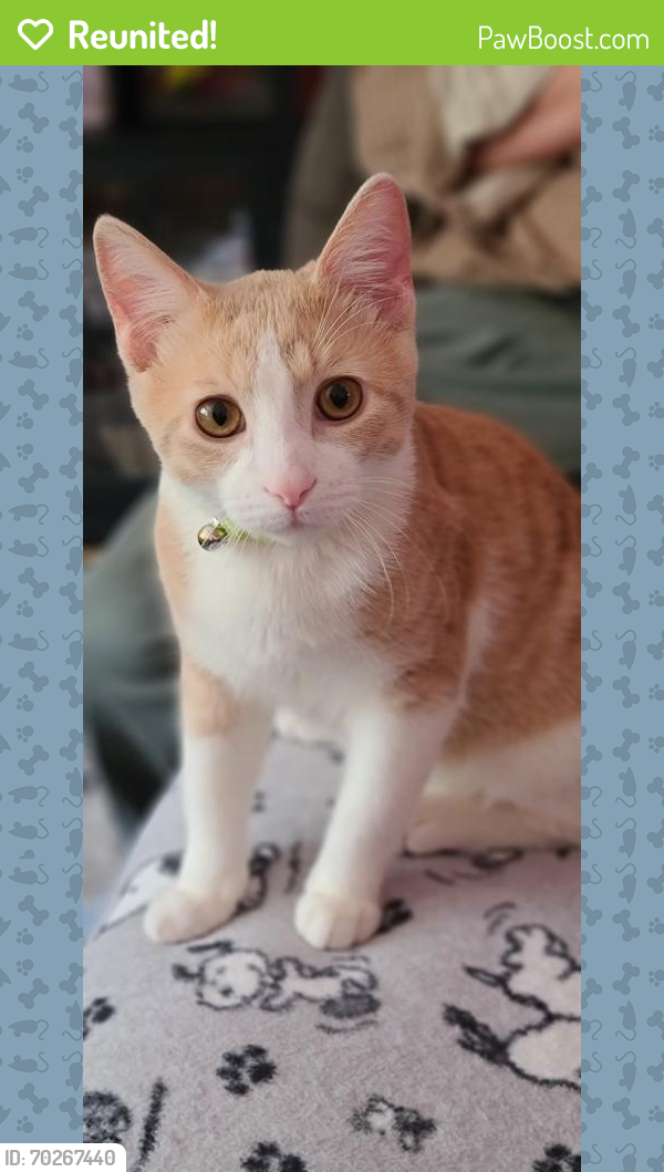 Reunited Male Cat last seen Valley Dr, and Circle Dr, Burnsville, MN 55337