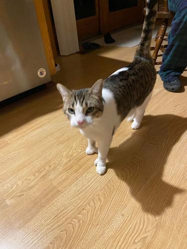 Lost Male Cat last seen At our  on 5th Ave in Dover, MN, Dover, MN 55929