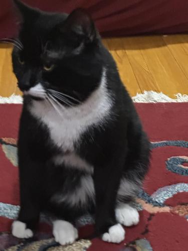 Lost Male Cat last seen Falmouth and Eglinton , Toronto, ON M1K 4M3