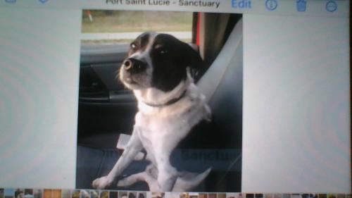 Lost Male Dog last seen bellvue and jacqueline, Port St. Lucie, FL 34953