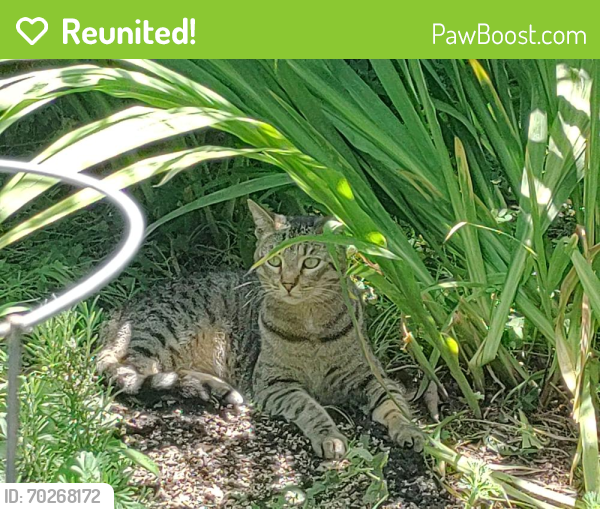 Reunited Female Cat last seen Brooks and 7th, Los Angeles, CA 90291