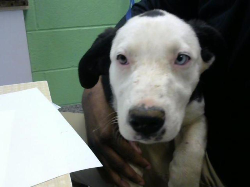 Shelter Stray Female Dog last seen GREENLAND DR- 2 1/2 DAYS, Murfreesboro, TN 37129