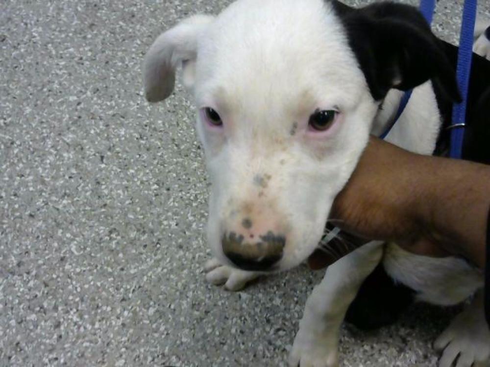 Shelter Stray Female Dog last seen GREENLAND DR- 2 1/2 DAYS, Murfreesboro, TN 37129