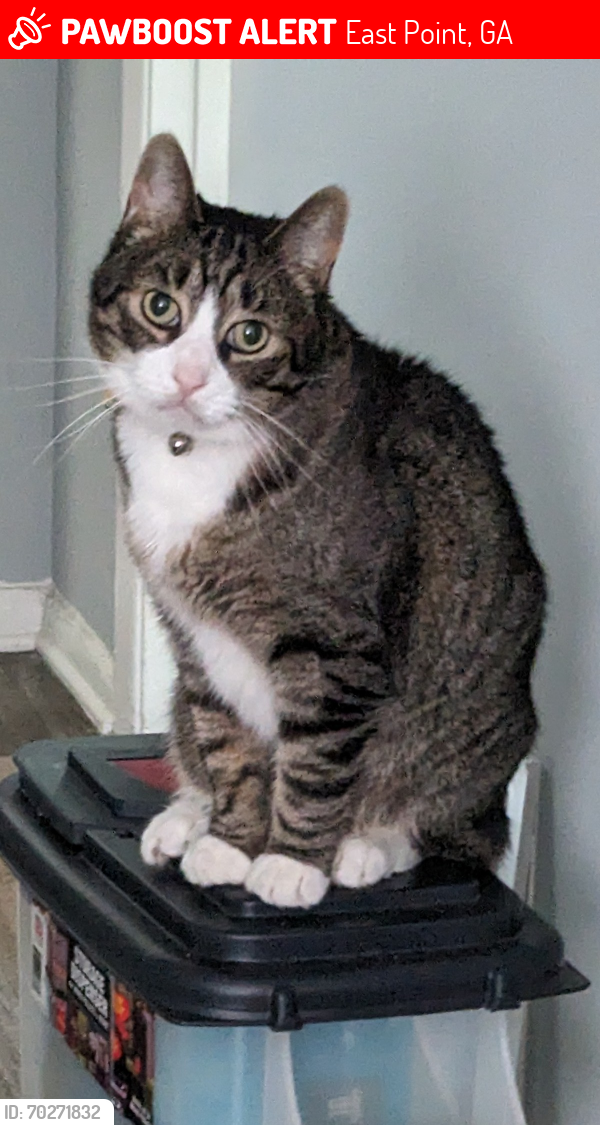 Lost Male Cat last seen Fruits of Love, East Point, GA 30344
