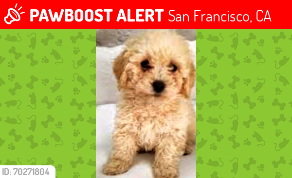 Lost Female Dog last seen 30th misson, San Francisco, CA 94110