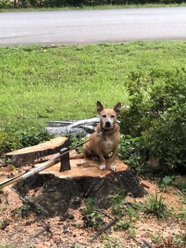 Lost Male Dog last seen W Georgia rd, Simpsonville, SC 29680