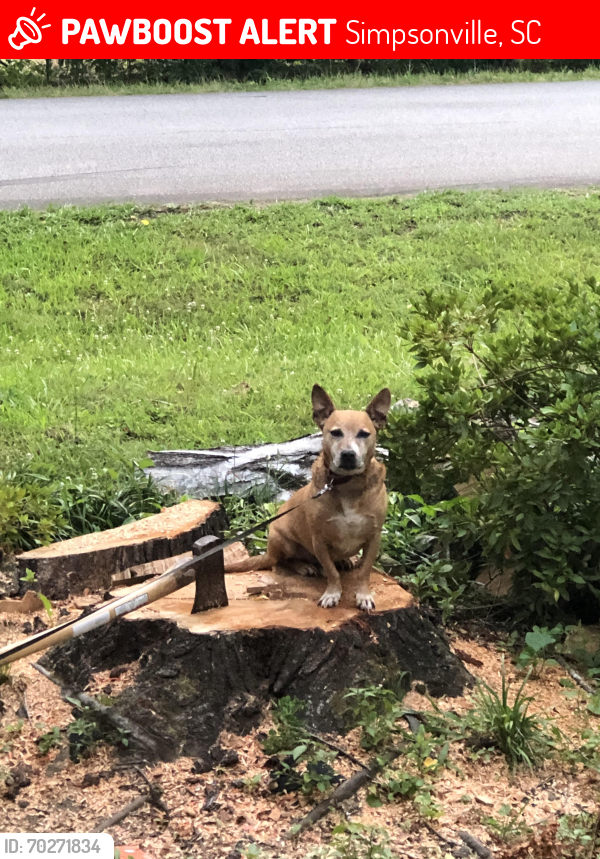 Lost Male Dog last seen W Georgia rd, Simpsonville, SC 29680
