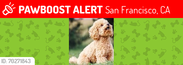 Lost Female Dog last seen Mission st & 30th San Francisco ca, San Francisco, CA 94110