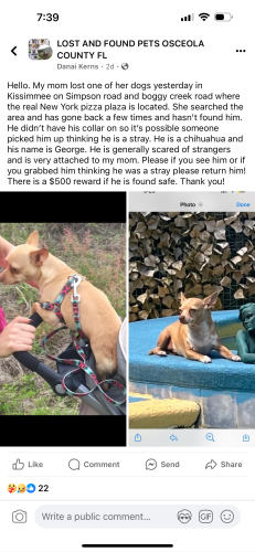 Lost Male Dog last seen Simpson and Boggy Creek , Kissimmee, FL 32824