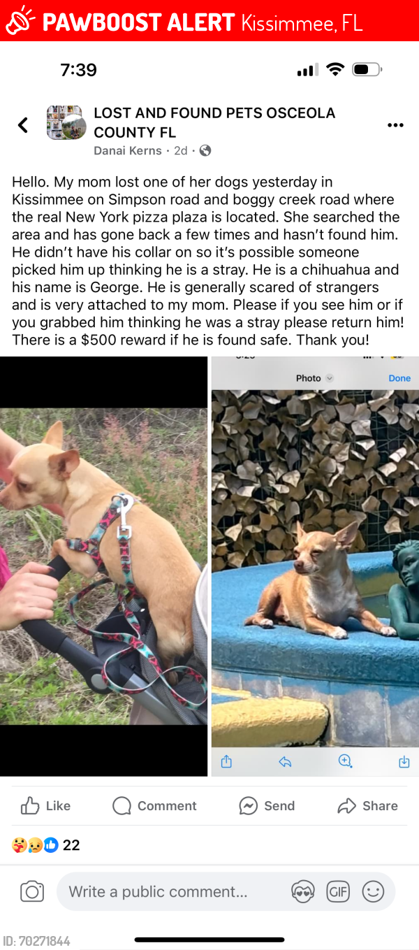 Lost Male Dog last seen Simpson and Boggy Creek , Kissimmee, FL 32824