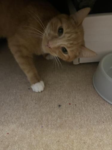Lost Male Cat last seen Wroae road , West Yorkshire, England BD18 1QN