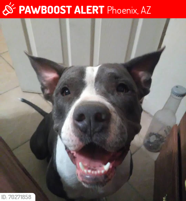 Lost Female Dog last seen 55ave and Cambridge , Phoenix, AZ 85035