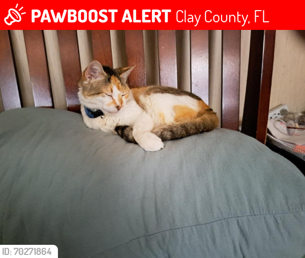 Lost Female Cat last seen Referee Loop and State Road 100 32656, Clay County, FL 32656