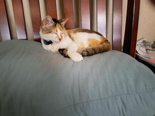 Lost Female Cat last seen Referee Loop and State Road 100 32656, Clay County, FL 32656
