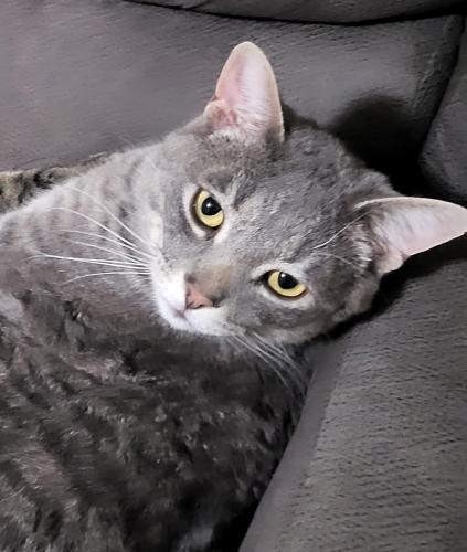 Lost Male Cat last seen Smith and Canyon, Nampa, ID 83651